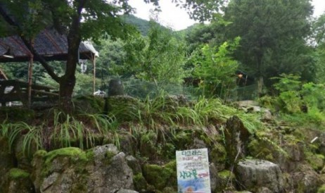 다그라스통나무민박